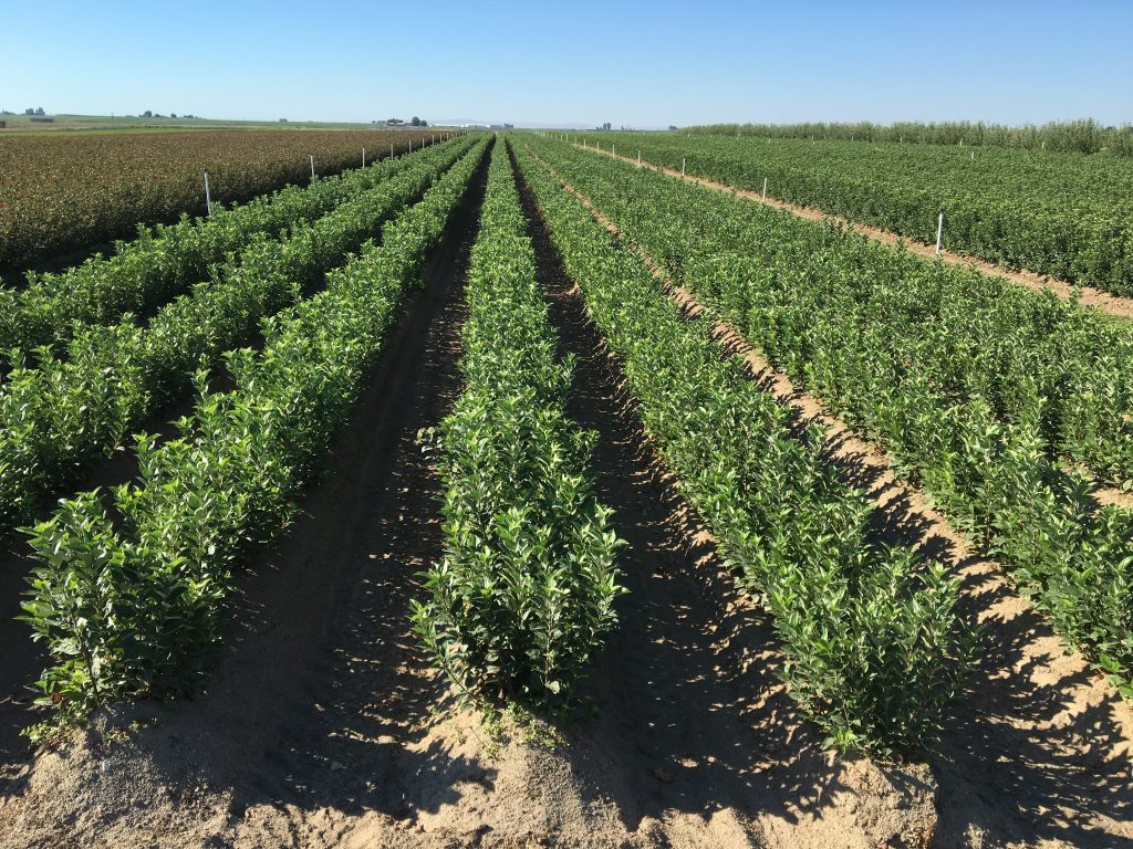 Fruit Nursery Product Development Northwest Improvement The Northwest Nursery Improvement Insute Is An Organization Of Professional Men And Women Who Ist In Tree Fruit Product Development
